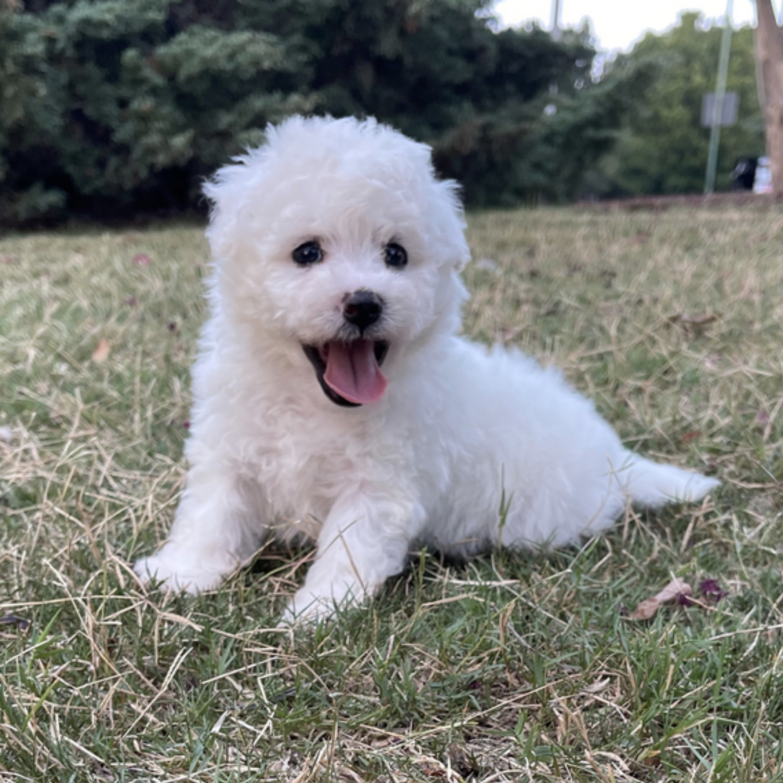 comprar cachorros sanos, baratos y asequibles para la venta